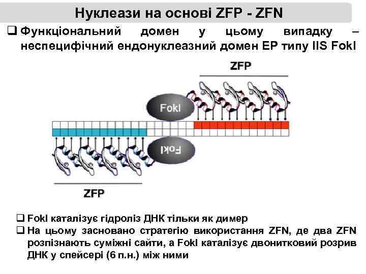 Нуклеази на основі ZFP - ZFN q Функціональний домен у цьому випадку – неспецифічний