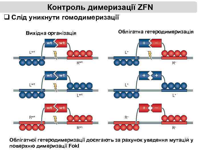 Контроль димеризації ZFN q Слід уникнути гомодимеризації Вихідна організація Облігатна гетеродимеризація Облігатної гетеродимеризації досягають