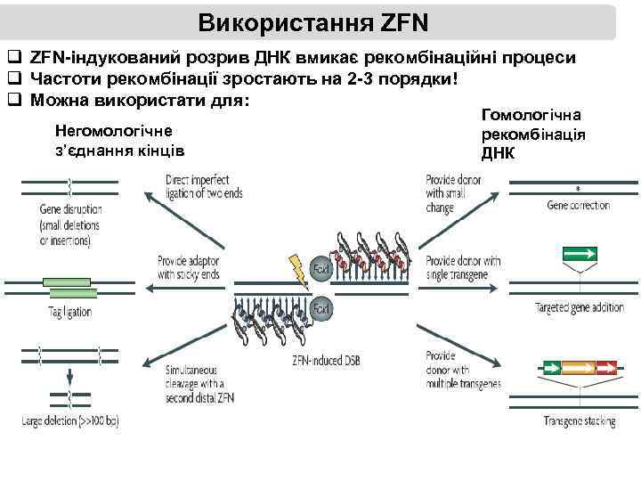 Використання ZFN q ZFN-індукований розрив ДНК вмикає рекомбінаційні процеси q Частоти рекомбінації зростають на