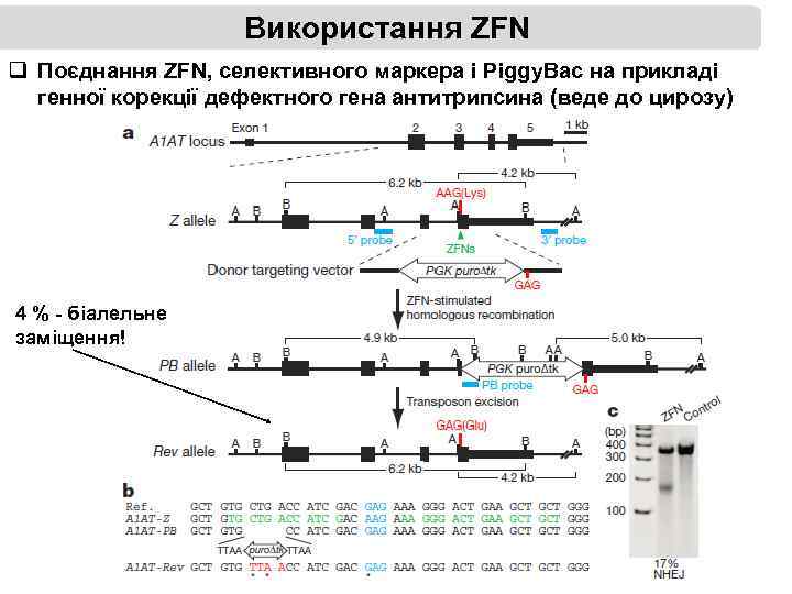 Використання ZFN q Поєднання ZFN, селективного маркера і Piggy. Bac на прикладі генної корекції