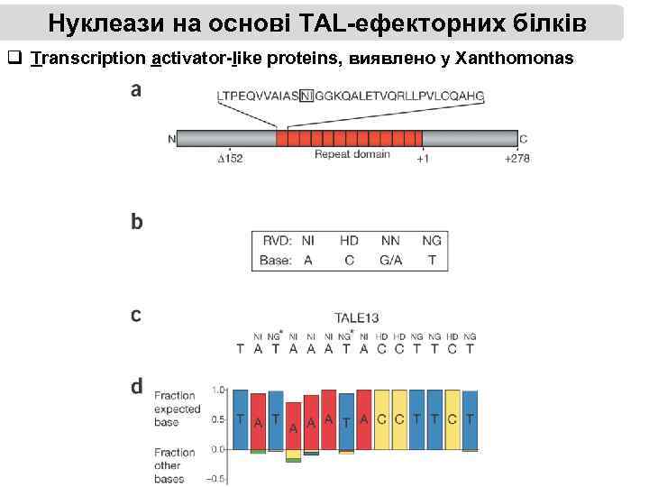 Нуклеази на основі TAL-ефекторних білків q Transcription activator-like proteins, виявлено у Xanthomonas 