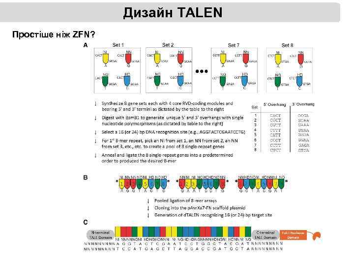 Дизайн TALEN Простіше ніж ZFN? 