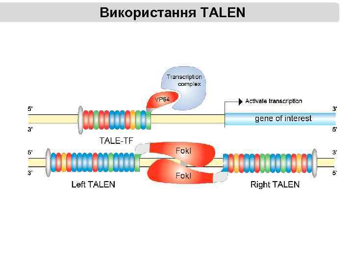 Використання TALEN 