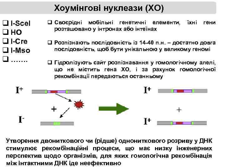 Хоумінгові нуклеази (ХО) q I-Sce. I q HO q I-Cre q I-Mso q …….