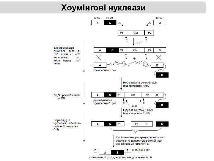 Хоумінгові нуклеази 