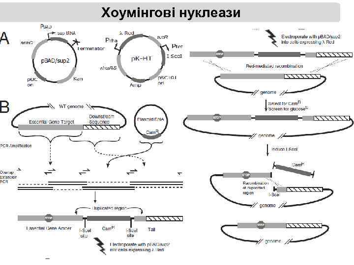 Хоумінгові нуклеази 