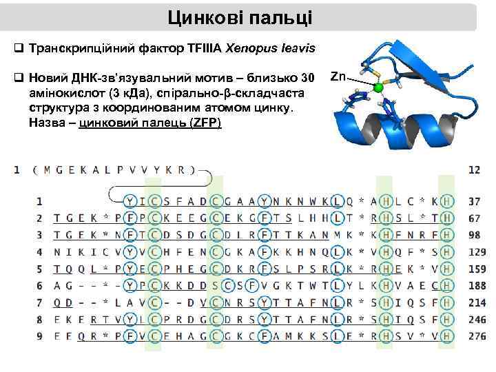 Цинкові пальці q Транскрипційний фактор TFIIIA Xenopus leavis q Новий ДНК-зв’язувальний мотив – близько