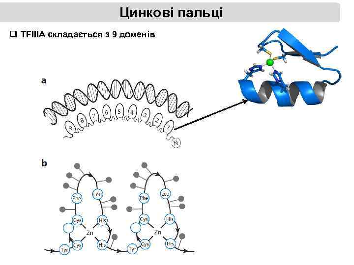 Цинкові пальці q TFIIIA складається з 9 доменів 