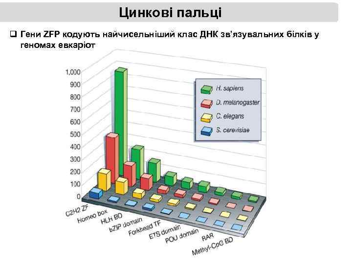 Цинкові пальці q Гени ZFP кодують найчисельніший клас ДНК зв’язувальних білків у геномах евкаріот