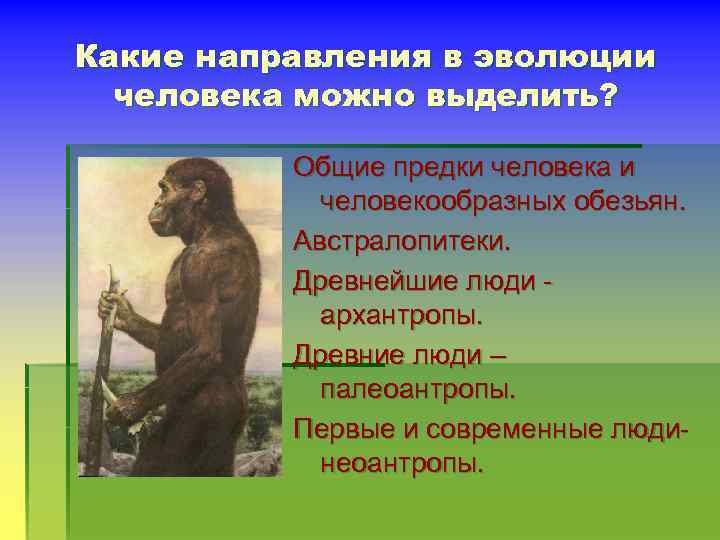 Какие направления в эволюции человека можно выделить? Общие предки человека и человекообразных обезьян. Австралопитеки.