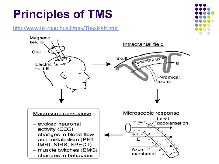 Principles of TMS http: //www. biomag. hus. fi/tms/Thesis/dt. html 