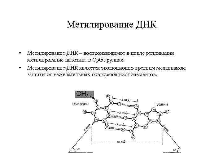 Цикл метилирования схема