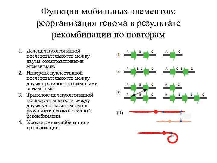 Функции мобильных элементов: реорганизация генома в результате рекомбинации по повторам 1. Делеция нуклеотидной последовательности