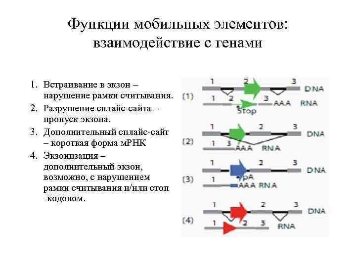 Функции мобильных элементов: взаимодействие с генами 1. Встраивание в экзон – нарушение рамки считывания.