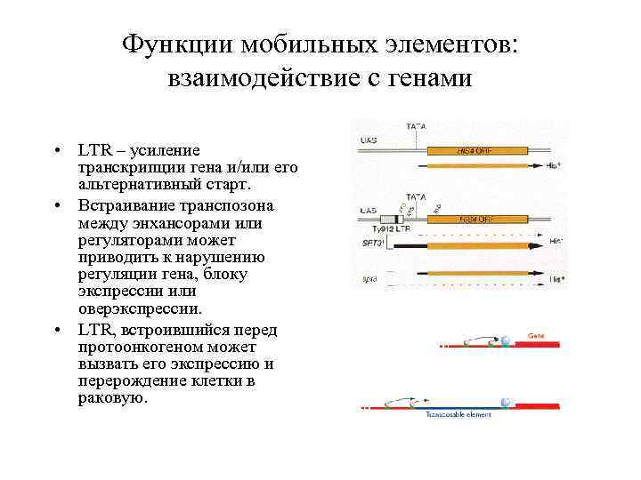 Функции мобильных элементов: взаимодействие с генами • LTR – усиление транскрипции гена и/или его