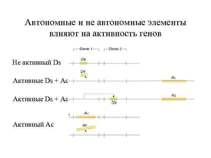 Автономные и не автономные элементы влияют на активность генов Не активный Ds Активные Ds