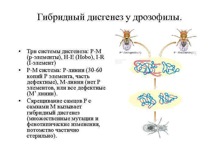 Появление дрозофил