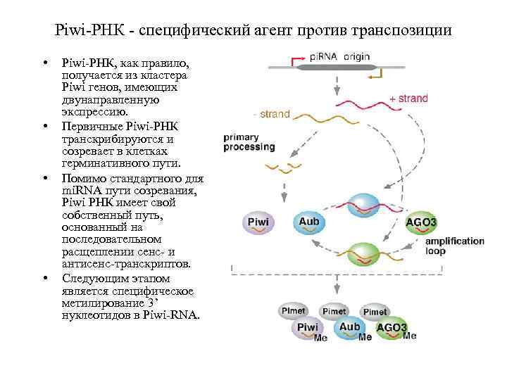 Piwi-РНК - специфический агент против транспозиции • • Piwi-РНК, как правило, получается из кластера