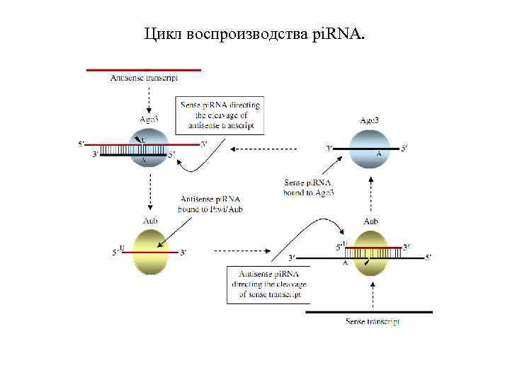 Цикл воспроизводства pi. RNA. 