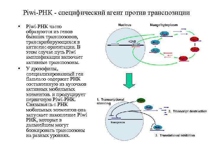 Piwi-РНК - специфический агент против транспозиции • • Piwi-РНК часто образуются из генов бывших