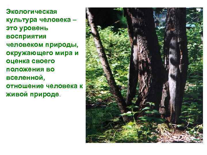 Экологическая культура человека – это уровень восприятия человеком природы, окружающего мира и оценка своего