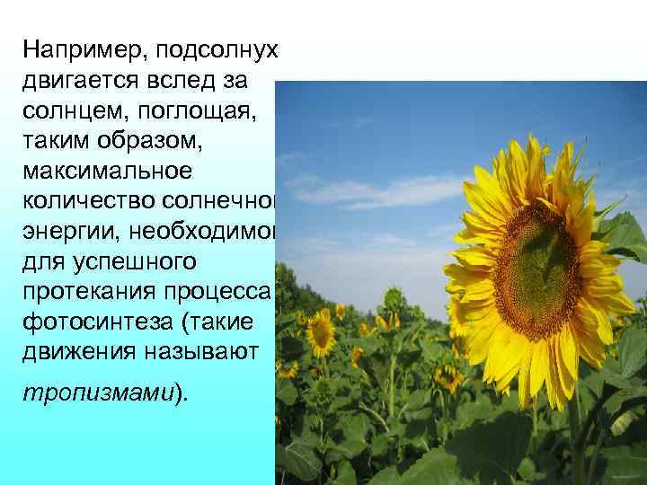 Например, подсолнух двигается вслед за солнцем, поглощая, таким образом, максимальное количество солнечной энергии, необходимой