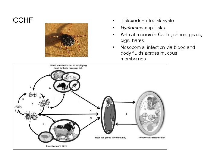 CCHF • • Tick-vertebrate-tick cycle Hyalomma spp. ticks Animal reservoir: Cattle, sheep, goats, pigs,