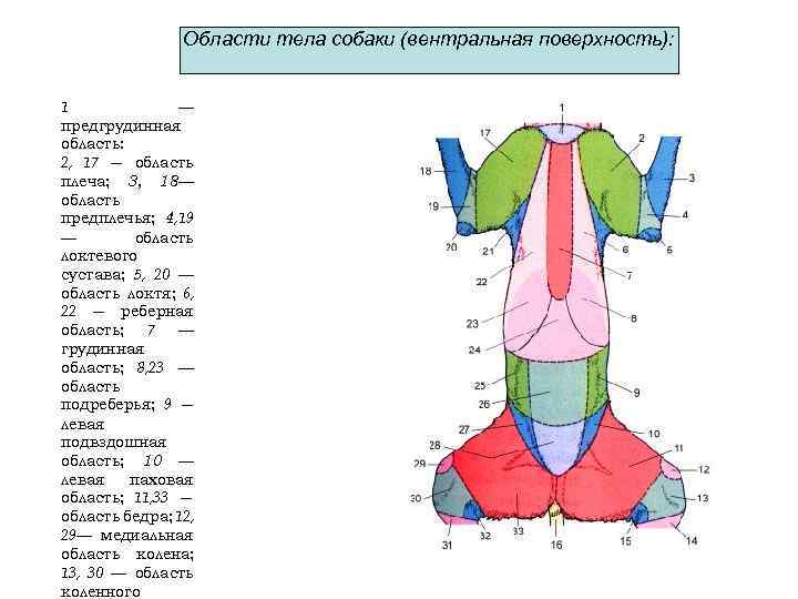 Области тела собаки схема