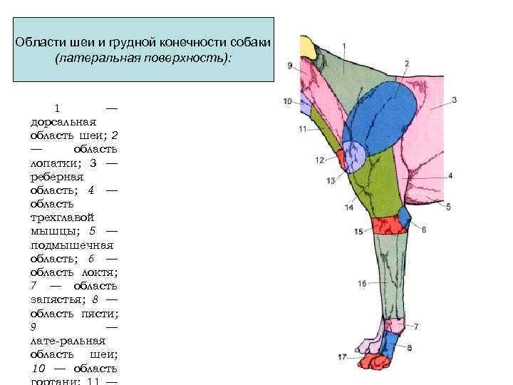 Область шеи животных