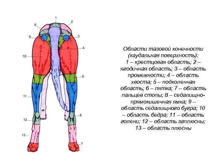Области тазовой конечности (каудальная поверхность): 1 – крестцовая область; 2 – ягодичная область; 3