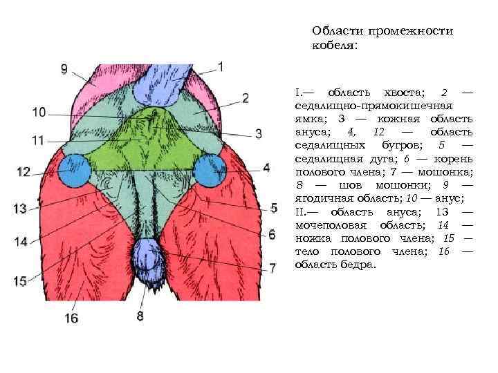 Боковой стенкой седалищно прямокишечной ямки является