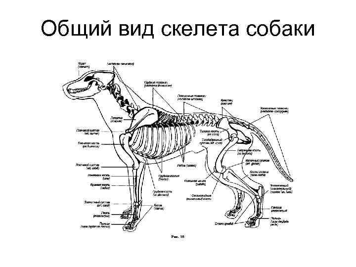 На рисунке лопатка собаки обозначена цифрой