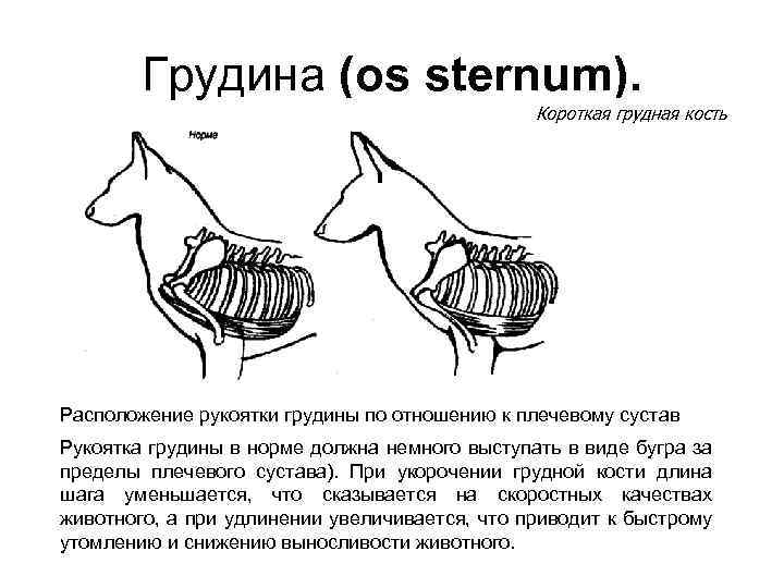 Грудина (os sternum). Короткая грудная кость Расположение рукоятки грудины по отношению к плечевому сустав