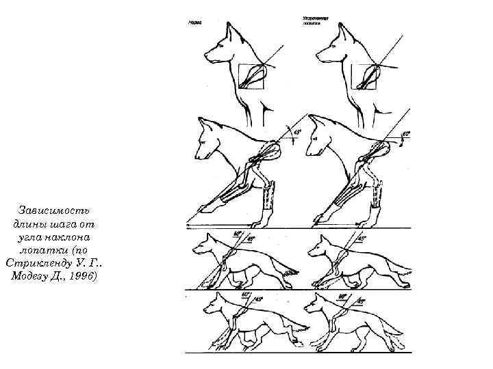 Зависимость длины шага от угла наклона лопатки (по Стрикленду У. Г. . Модезу Д.