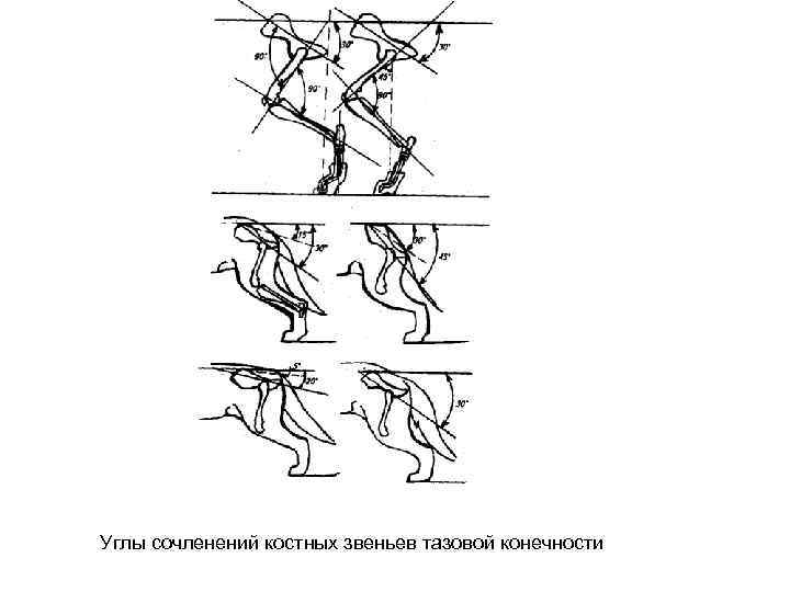 Углы сочленений костных звеньев тазовой конечности 