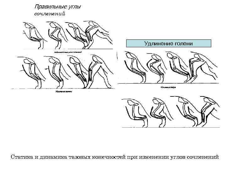 Правильные углы сочленений Удлинение голени Статика и динамика тазовых конечностей при изменении углов сочленений