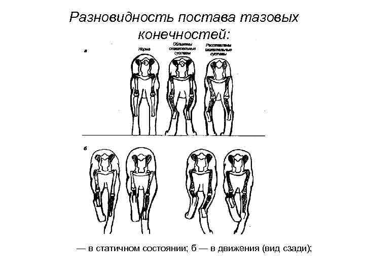 Разновидность постава тазовых конечностей: — в статичном состоянии; б — в движения (вид сзади);