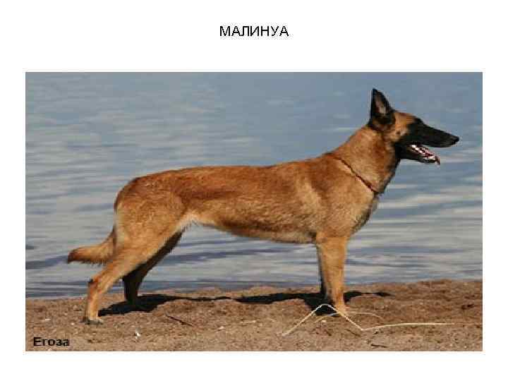 МАЛИНУА 