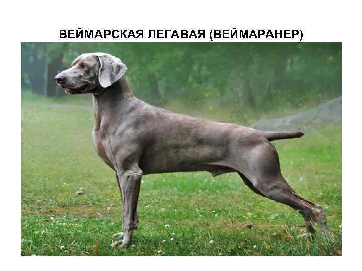 ВЕЙМАРСКАЯ ЛЕГАВАЯ (ВЕЙМАРАНЕР) 