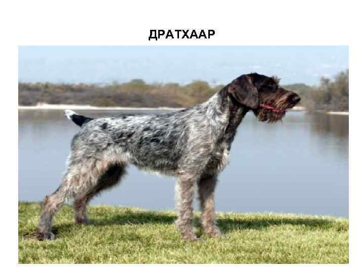 ДРАТХААР 