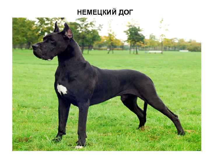 НЕМЕЦКИЙ ДОГ 