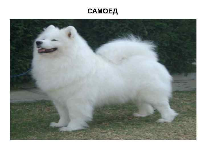 САМОЕД 