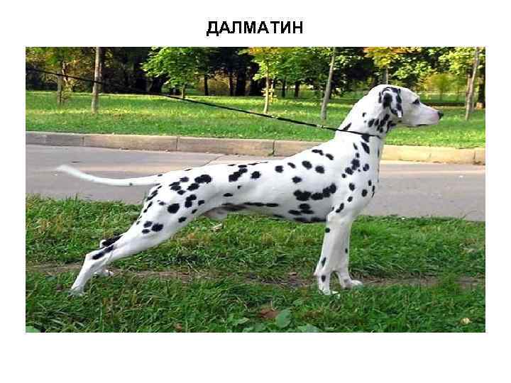 ДАЛМАТИН 