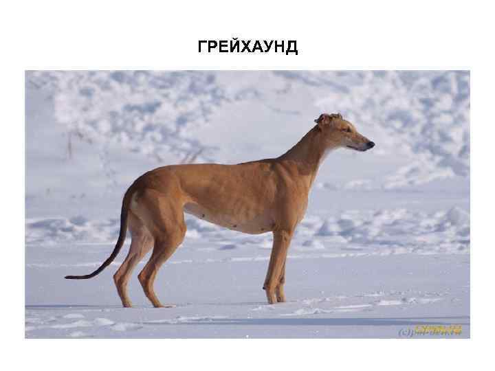 ГРЕЙХАУНД 