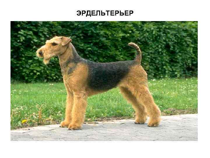 ЭРДЕЛЬТЕРЬЕР 