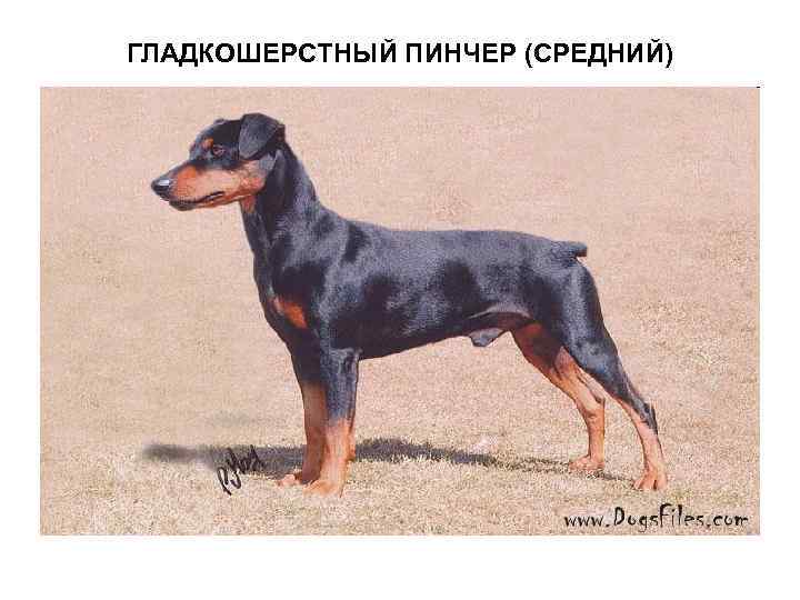 ГЛАДКОШЕРСТНЫЙ ПИНЧЕР (СРЕДНИЙ) 