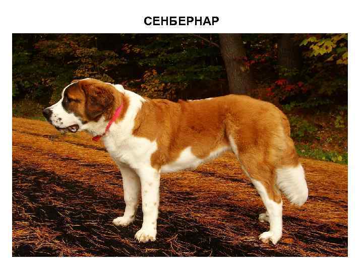 СЕНБЕРНАР 