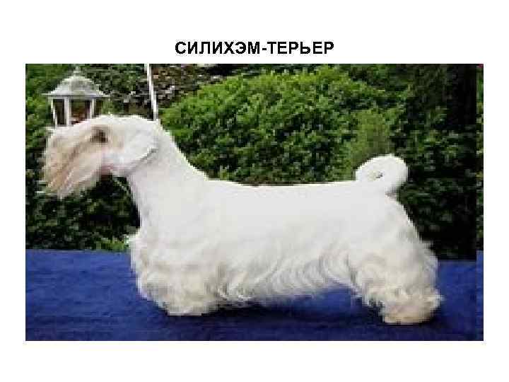 СИЛИХЭМ-ТЕРЬЕР 