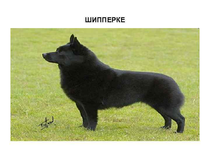 ШИППЕРКЕ 