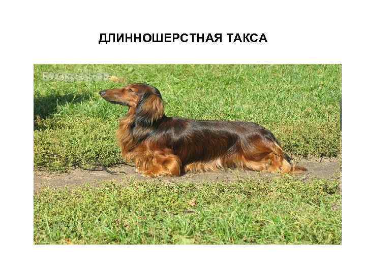 ДЛИННОШЕРСТНАЯ ТАКСА 